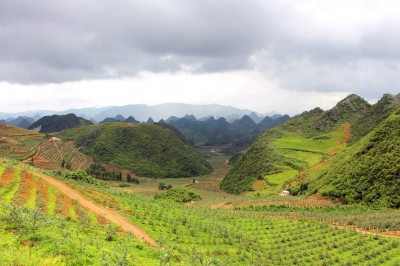 桂阳金盾南方苹果有限公司,桂阳金盾南方苹果,苹果种植与销售,苹果苗